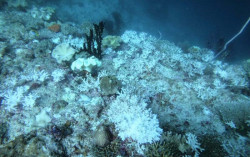 Waduh, Terumbu Karang di Raja Ampat Memutih
