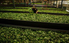 Bisnis Agribisnis Kinclong di Masa Pandemi