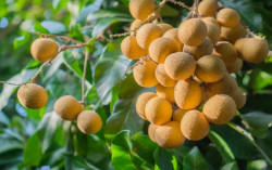 Jadi Anti-inflamasi hingga Antioksidan, Ini Manfaat Kelengkeng