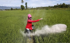 Cuaca Ekstrem Potensi Ganggu Masa Tanam Padi, Ini Antisipasinya