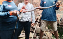 Teror Ular Kobra Berlanjut, 1 Induk Ditangkap, Satu Lolos ke Sungai