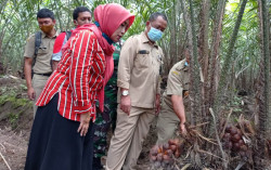 Petani Lereng Merapi di Banyuadem Panen Raya Salak