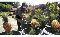 Polwan Ini Sukses Budi Daya Nanas Bagong