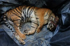2 Lembu Warga di Bahorok Dimangsa Harimau