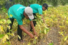 Petani Tak Tertarik, Lahan Tanaman Kedelai Terus Menyusut