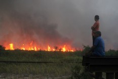 Hutan Seluas Jerman Lenyap dalam 10 Tahun Terakhir