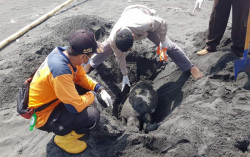 Bangkai Penyu Terdampar di Pantai Congot, Diduga Mati karena Sampah Plastik