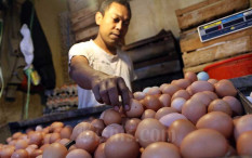 Harga Telur Ayam Bisa Terus Turun, Sampai Kapan?