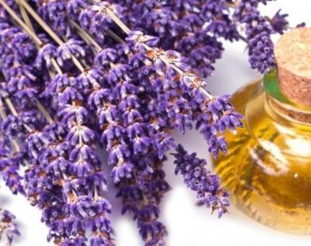 5 Khasiat Minyak Lavender Bagi Kesehatan, Salah Satunya Mengurangi Sakit Kepala