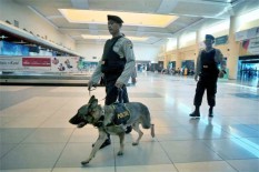 Akurasi 94%, Anjing Pelacak bisa Deteksi Virus Corona