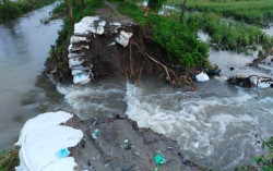 Tanggul Jebol, 99 Hektare Sawah di Gantiwarno Klaten Terendam Banjir