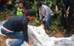 Sudah Tewaskan 1 Orang, Dua Harimau yang Lepas dari Sinka Zoo Berhasil Diamankan