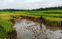 Gunungkidul Targetkan 245.000 Ton Gabah Kering