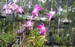 Meraup Untung dari Hobi Merawat Anggrek
