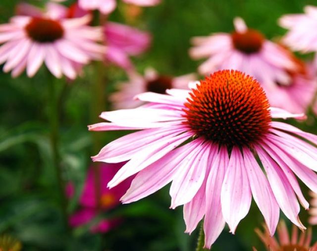 Ini Tanaman Herbal yang Teruji Klinis Tingkatkan Daya Tahan Tubuh