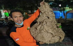 Teror Warga, Sarang Tawon Vespa Ini Besarnya Satu Meter