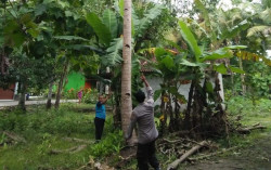 Jatuh dari Pohon Kelapa 15 Meter, Pria Lansia di Kulonprogo Meninggal Dunia