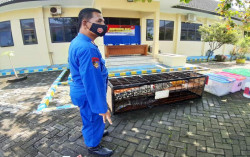 Enam Buaya Muara Dilindungi Dijual di Facebook
