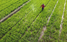 La Nina Justru Untungkan Produksi Beras, Indonesia Tak Perlu Impor