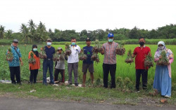 Panen Bawang Merah di Bantul Meningkat, Petani Gembira