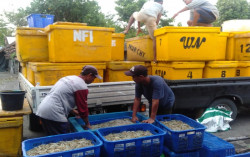 Panen Udang Melimpah, Harga Jual Justru Rendah 