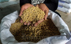 Harga Cetak Rekor Tertinggi dalam 7 Tahun, Kedelai Terancam Langka