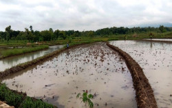 Pemerintah Ingatkan Petani Jangan Hanya Fokus di Komoditas Padi