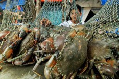 OPINI: Kontradiksi Budi Daya Kepiting