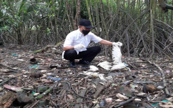 Penyebab Kematian Kawanan Burung Kuntul di Pesisir Bantul Masih Misterius