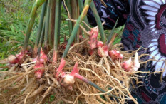 Susah Tidur? 3 Bahan Herbal Ini Bantu Tidurmu Menjadi Nyenyak