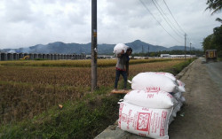 Petani Kulonprogo Tolak Impor Beras