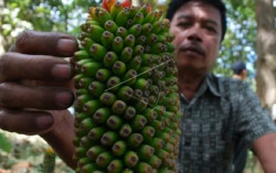Gunungkidul Budi Daya Porang di Lahan 10 Hektare di Kemadang