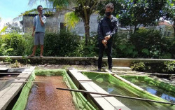 Sempat Sepi Akibat Pandemi, Penjualan Bibit Ikan Kembali Normal