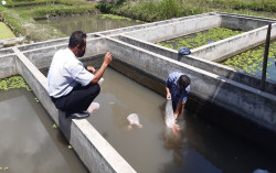 Budi Daya Ikan di Sleman Berdayakan ODDP