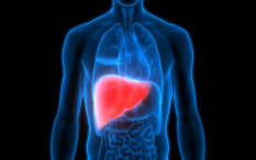 Obat Herbal Ini Dipercaya Ampuh Sembuhkan Penyakit Liver