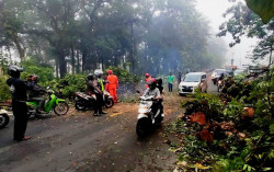 Pohon Tumbang Sempat Bikin Macet Jalur Jogja-Wonosari
