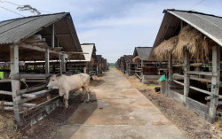 Kawasan Bantul Selatan Jadi Fokus Pengembangan Sapi