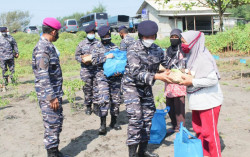 Dukung Ketahanan Pangan, Lanal Jogja Panen Sayur di Posmat Congot