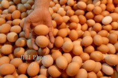 Awal Ramadan, Harga Daging dan Telur Ayam di Bantul Naik