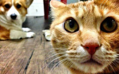 Ditemukan Kasus Penularan Covid-19 dari Manusia ke Kucing