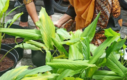 Kembangkan Tanaman Obat, Demangan Ingin Jadi Pemasok Utama Herbal di Jogja