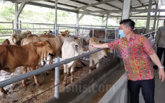 OPINI: Lupakan Saja Swasembada Daging Sapi
