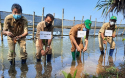 Hutan Mangrove Baros Kembali Ditanami, Halim: Ini Aset Penting