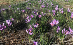 Mengenal Saffron, Rempah Termahal dengan Manfaat Luar Bisa Bagi Kesehatan