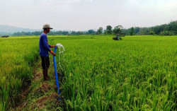 Petani Gunungkidul Sedot Air Kali untuk Selamatkan Lahan Pertanian