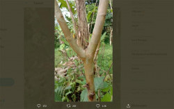 Foto Dahan Pohon Ini Sekilas Tampak Biasa, Tapi Jadi Istimewa Saat Mengingat Masa Kecil