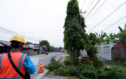 PLN Demak Lakukan Pangkas Pohon Tanpa Padam