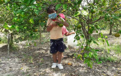 Petik Jeruk di Kebun Magelang, Wisata Edukasi di Tengah Pandemi
