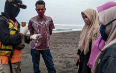 Musim Ubur-Ubur, Begini Kondisi Pantai di Kulonprogo