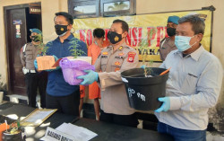 Tanam Ganja di Rumah Kontrakan, 3 Karyawan Swasta Ditangkap Polresta Jogja